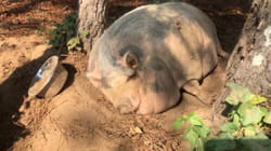 TPC That's My Pet | Farm Animals