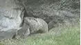 Funniest Pets & People