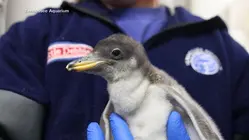 New baby penguin