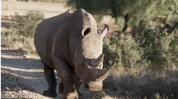 Darting the Rhinos