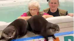 100-Year-Old Fulfills Lifelong Dream of Swimming With Otters