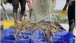 How Radioactive Shrimp May Have Gotten Into America
