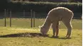 The Yorkshire Vet