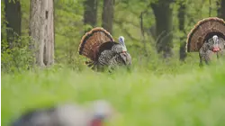 Full Strut S7:E2 "Double Dippin"