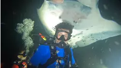 Giant Manta Rays