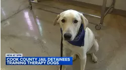 Cook County Jail inmates training therapy dogs