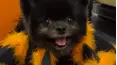 Best Pets of the Month