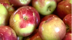 The Cost Of: Summer Foods