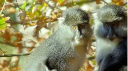 Baboons of Bambelela