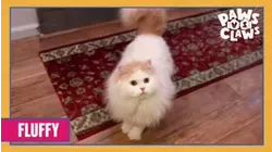 Fluffy