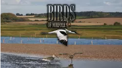 Birds of Norfolk