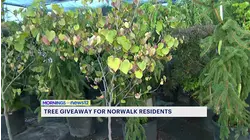 Norwalk Tree Alliance and Courville Nurseries giving out free shade trees