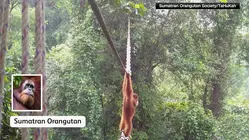 Critically endangered orangutan uses wildlife bridge for first time in two years
