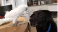 We Heart Animals