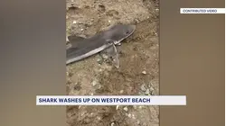 Shark washes ashore at Burying Hill Beach in Westport