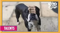 Paws VS. Claws | Talents