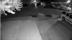 10 dogs captured for killing cats in Central Valley: officials