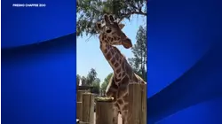 Fresno Chaffee Zoo giraffe 'Baba' passes away