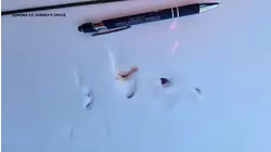 Surfer bitten by shark at Sonoma Co. beach, authorities say