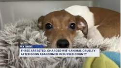 3 charged after dozens of dogs found abandoned across Sussex County