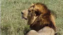 Ngorongoro
