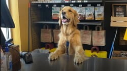 Shopping with Pets