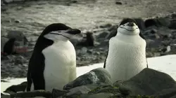 Extreme Animals