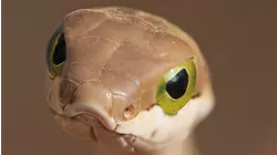 Extreme Snakes Africa