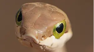 Extreme Snakes Africa