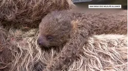 San Diego Zoo Welcomes Baby Sloth to the Family