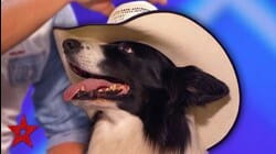 Dancing Cowboy DOG AMAZES The Audience On America's Got Talent 2019! | Got Talent Global