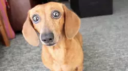 Puppies!