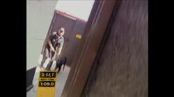 Dog Attack/Gas Chamber/Car Carrier Drive-Thru