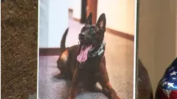 Burbank police K-9 Spike honored at memorial service and procession after being killed on duty