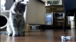 Getting Purr-sonal
