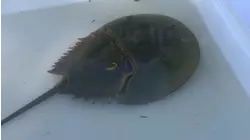 Advocates urge Gov. Hochul to sign bill to save horseshoe crabs