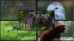 Road Trip Close to Home: Trevor-Lovejoy Zoo offers wild journey with animals from around the world
