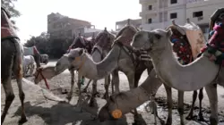 Giza, Egypt featuring Rick Braun