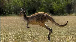 Time-Telling Dog, Kangaroo Hop