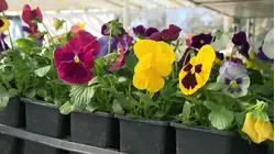 The Cost Of: Gardening Care