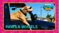 Countdown: The Funniest Pets | Paws & Wheels