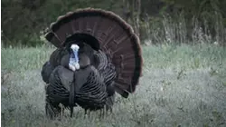Browning's Turkey Hunter S2:E9 "Buckeye Easterns"