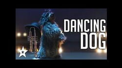 The COOLEST Dog Ever On Sweden's Got Talent 2019! | Got Talent Global