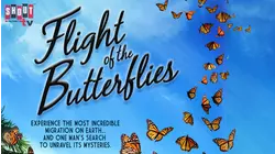 Flight Of The Butterflies