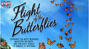 Flight Of The Butterflies