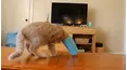 Animals Unscripted