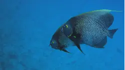 REEF WRECKS OF ROATAN