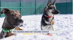 Dogs seen tied to moving car in viral video now ready for adoption after Hudson Valley rehab