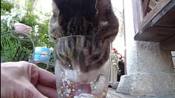 Cool Cats