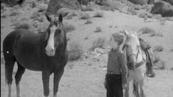 Renegade Stallion